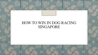 How To Win In Dog Racing Singapore