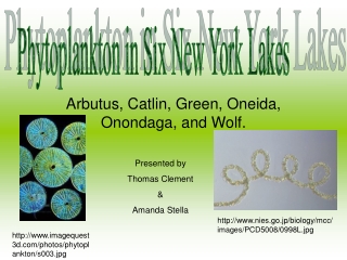 Arbutus, Catlin, Green, Oneida, Onondaga, and Wolf.