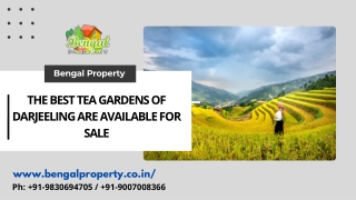 THE BEST TEA GARDENS OF DARJEELING ARE AVAILABLE FOR SALE