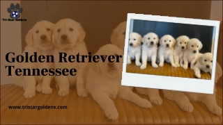 With Golden Retriever Tennessee get the most intelligent animal