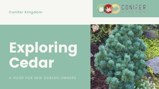 Exclusive Guide to Planting and Growing Cedars