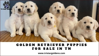 Top Quality Golden Retriever Puppies for Sale in Tennessee