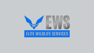Squirrel Removal Attic Meyerland - Elite Wildlife Services