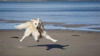 Camping Zeeland met hond - Camping Zonneweelde