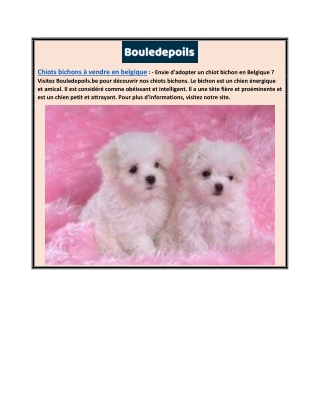 Chiots bichons à vendre en Belgique  Bouledepoils.be