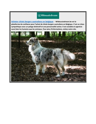 Acheter des chiots bergers australiens en Belgique  Wildaussiedream.be