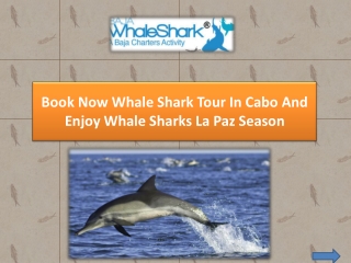 Book Now Whale Shark Tour In Cabo And Enjoy Whale Sharks La Paz Season