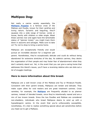 The Maltipoo Dog A Brief History & Description