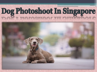 Dog Photoshoot In Singapore