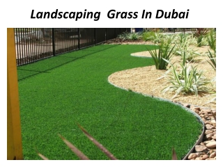 Landscaping Grass In Abu Dhabi