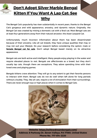 Don't Adopt Silver Marble Bengal Kitten If You Want A Lap Cat See Why
