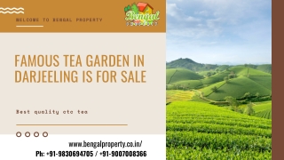 Famous Tea Garden In Darjeeling Is For Sale