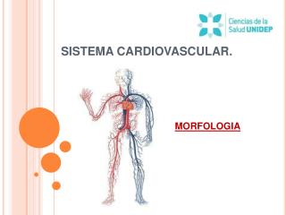 SISTEMA CARDIOVASCULAR.