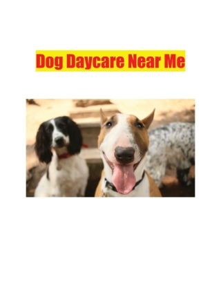 Dog Daycare Near Me