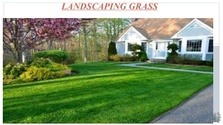 Landscaping Grass  In Dubai