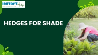 Best evergreens shrubs for shade that grow quickly