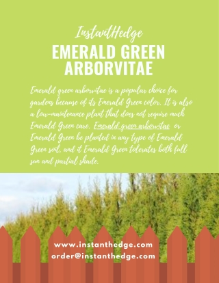 Emerald Green Arborvitae: Evergreen and a Privacy Hedge