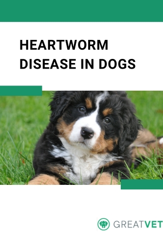 Heartworm Disease In Dogs (4)