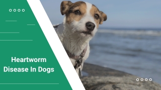 Heartworm Disease In Dogs