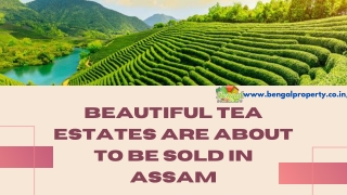 Beautiful Tea Estates are About to be Sold in Assam