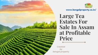 Large Tea Estates For Sale In Assam at Profitable Price