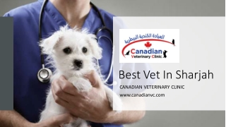 Best Vet In Sharjah​