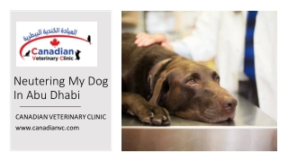 Neutering My Dog In Abu Dhabi​