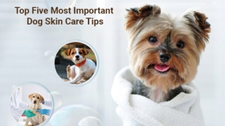 Top Five Most Important Dog Skin Care Tips
