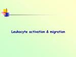 Leukocyte activation migration