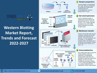 Western Blotting Market Report: Share, Trends, Growth, Size, Price