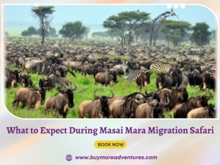 What to Expect During Masai Mara Migration Safari