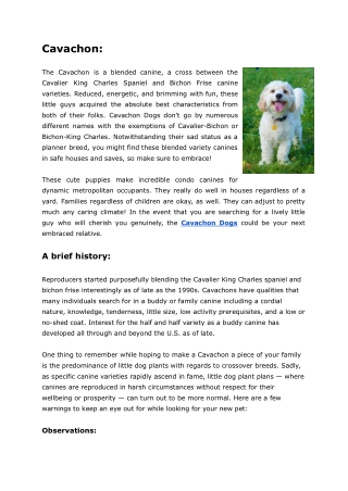 Cavachon Dogs - History, Observations & Medical Care | Mutt Store Online