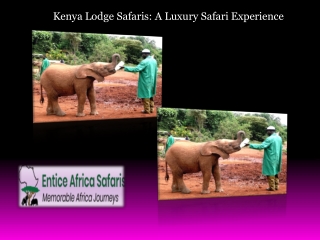 Kenya Lodge Safaris A Luxury Safari Experience