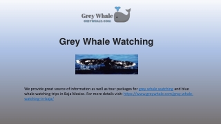 Fun FIlled Grey Whale Watching Tours