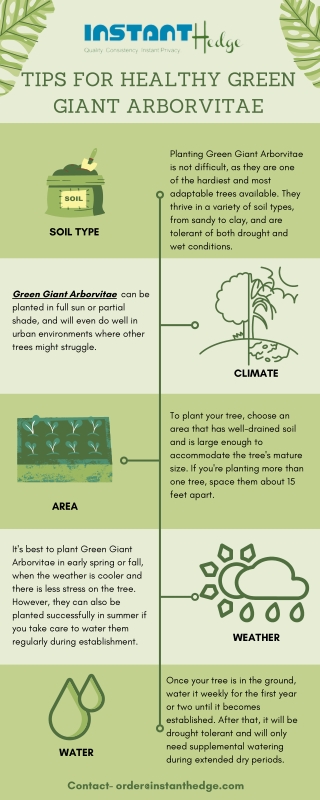 Tips for Maintaining Green Giant Arborvitae