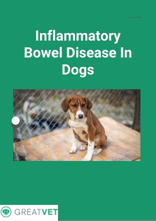Inflammatory Bowel Disease In Dogs