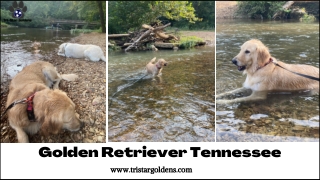 Get A New Member Of Your Family With Golden Retriever Tennessee