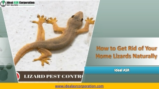 How to Get Rid of Your Home Lizards Naturally Ideal ASR