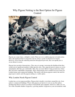 Why Pigeon Netting is the Best Option for Pigeon Control