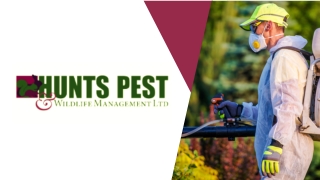 Pest Control Royston