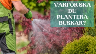Varför ska du plantera buskar?