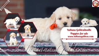 #1 Indiana Goldendoodle Puppies for sale at Indiana Goldens