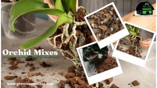 #1 Organic Special Orchid Mixes - Green Barn Orchid