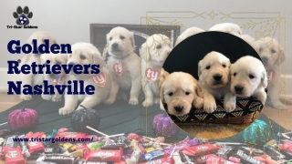 Adopt an Adventurous Dog with Golden Retrievers in Nashville