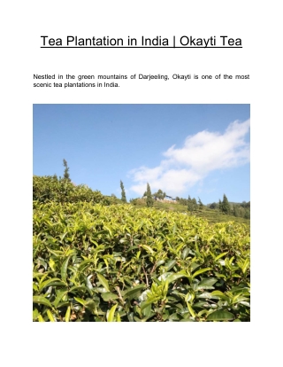 Tea Plantation in India  | Okayti Tea