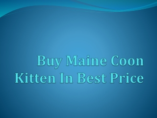 Buy Maine Coon Kitten In Best Price