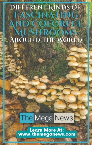 Unique And Colorful Mushrooms From All Over The World