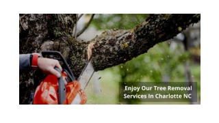 ENJOY OUR TREE REMOVAL SERVICES IN CHARLOTTE NC