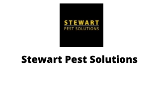 Yellowjackets Wasp - Pestsolution