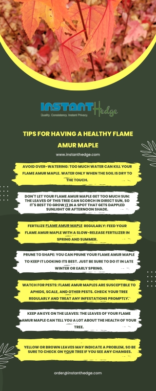 Healthy Tips to Growing Amur Maple